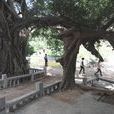 深青村 深青村