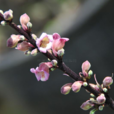 金塔火焰花 金塔火焰花