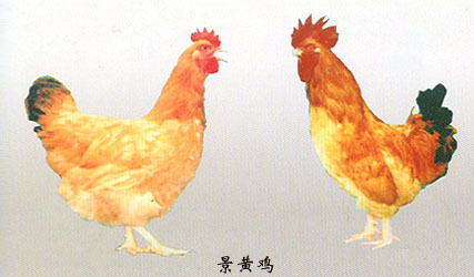 景黃雞左方（母）右方（公）