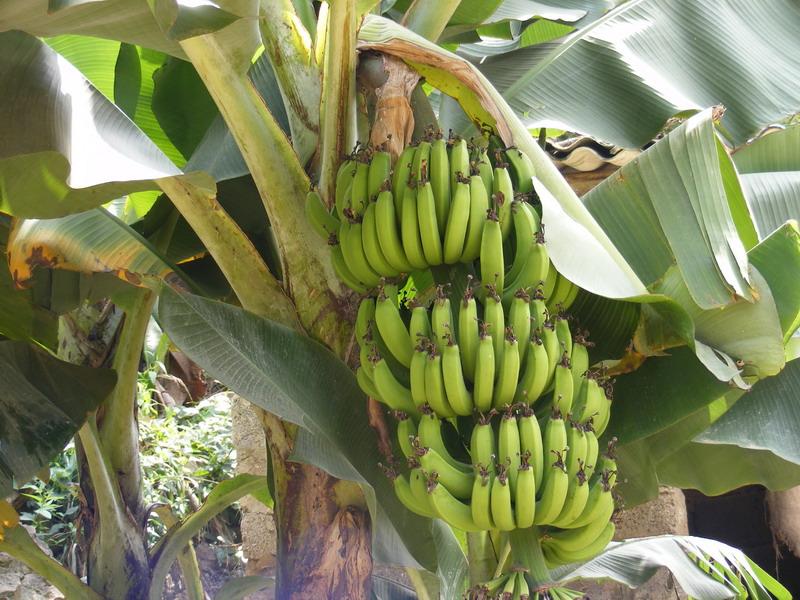 香蕉種植