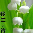 鈴蘭鈴蘭 鈴蘭鈴蘭