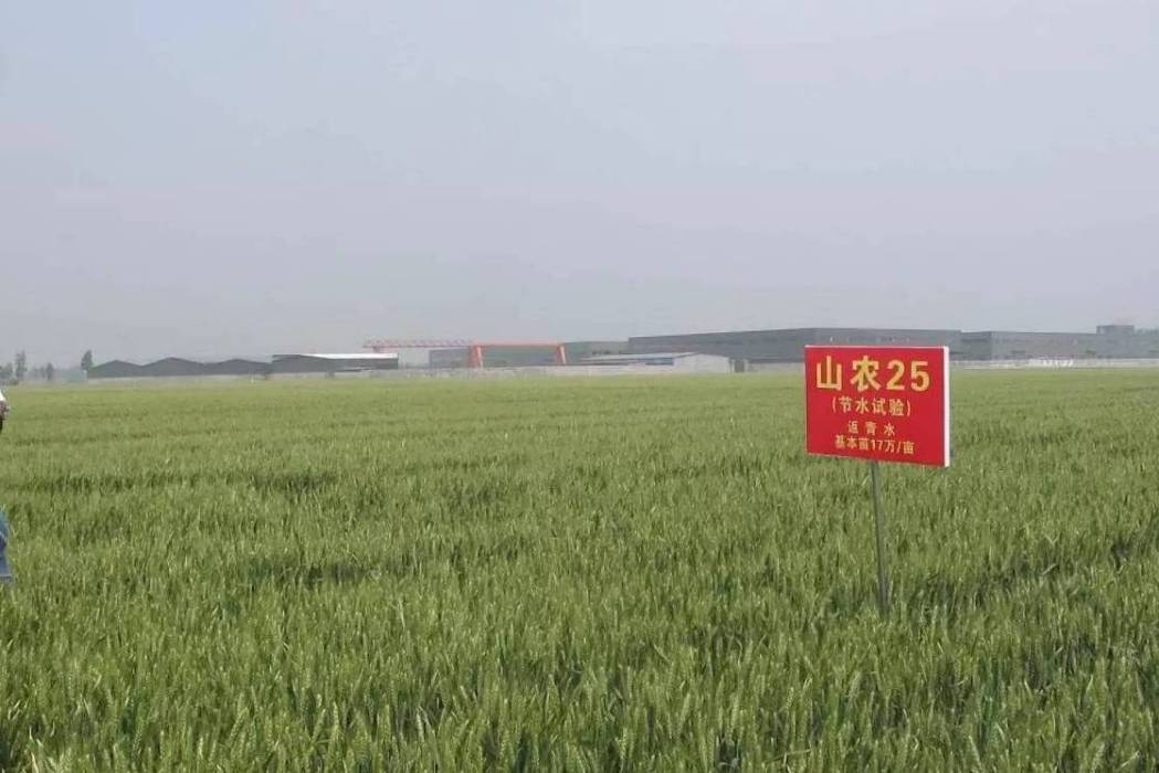 山農25號 山農25號