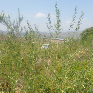 Podalyria lanceolata