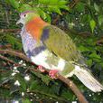 華麗果鳩 華麗果鳩