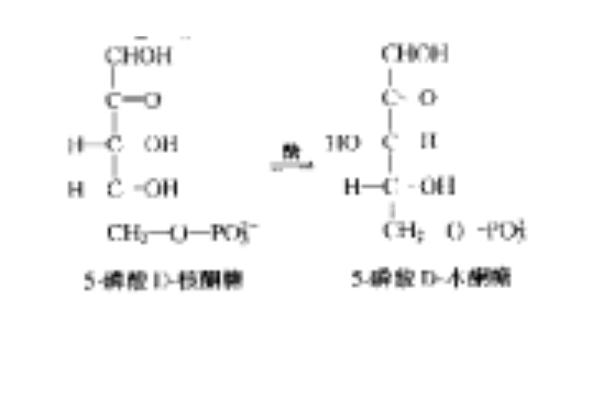 磷酸戊酮糖差向異構酶