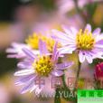 湖南紫菀