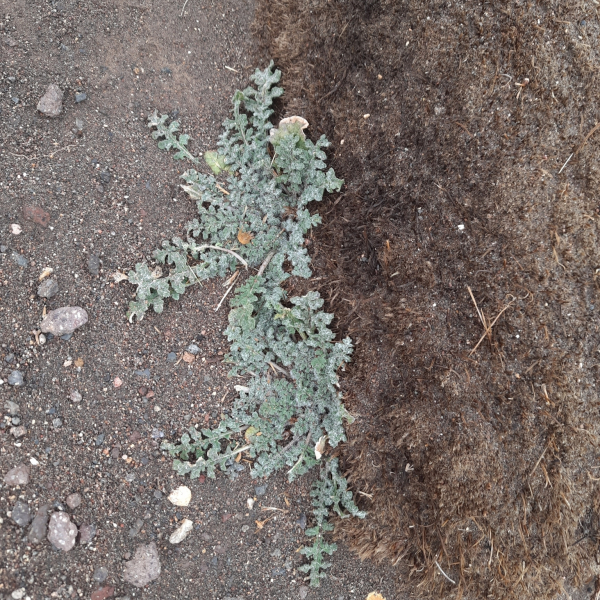 Jaborosa parviflora