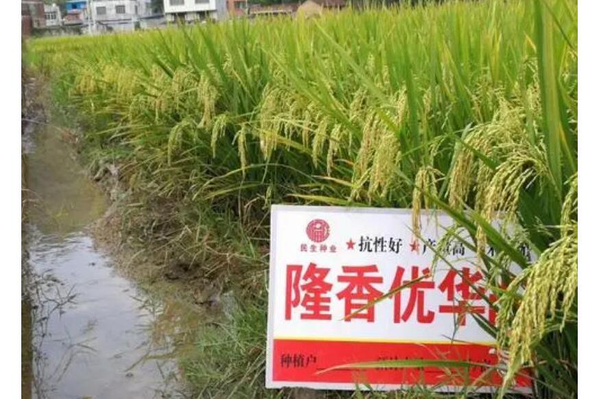 隆香優華占 隆香優華占