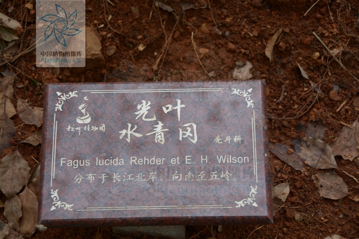 亮葉水青岡HF 亮葉水青岡HF