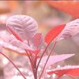 紅櫨 紅櫨