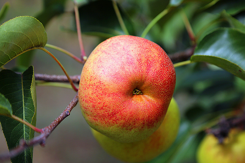 喀喇沁蘋果梨
