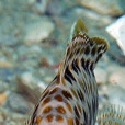 木葉龍魚 木葉龍魚