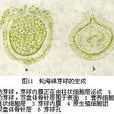 芽球 芽球