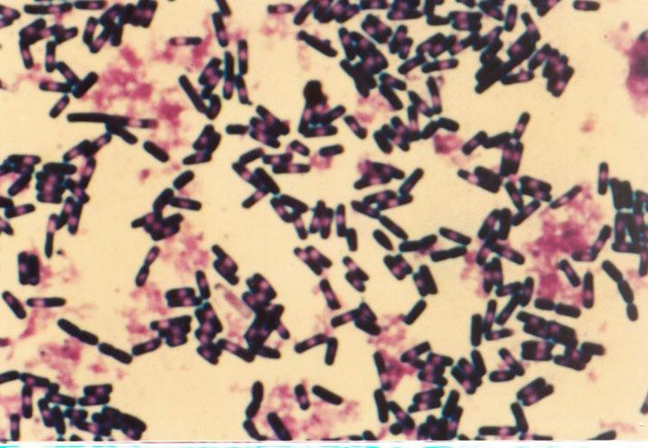 磷細菌