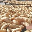 康麻 康麻