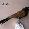 紅毛雞(鵑形目鴉鵑科動物) 紅毛雞(鵑形目鴉鵑科動物)