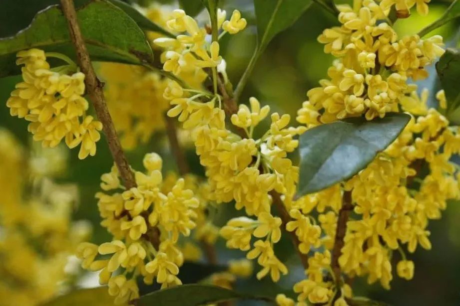 桂花玉柱 桂花玉柱