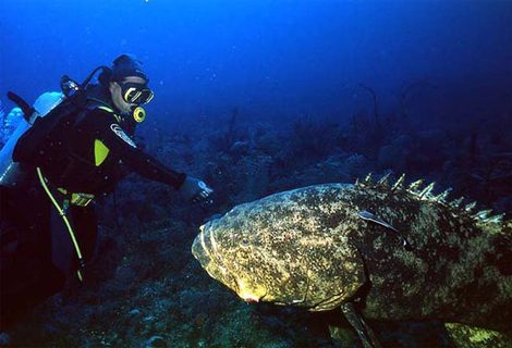東太平洋石斑魚