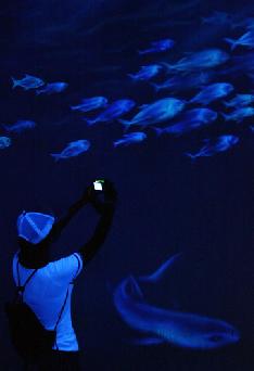 螢光魚海洋發現
