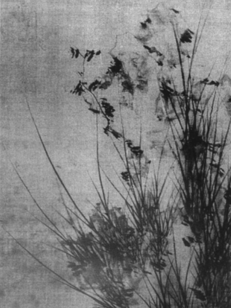 石菖蒲圖 石菖蒲圖