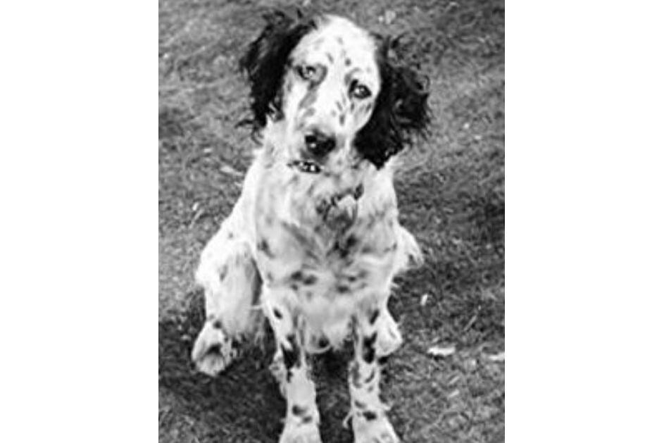 Banjo the Dog Banjo the Dog