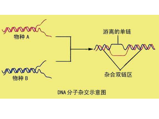 DNA分子雜交技術