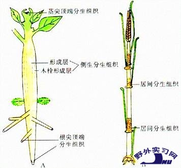 分生組織在植物體內的分布