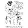 五柱茶 五柱茶