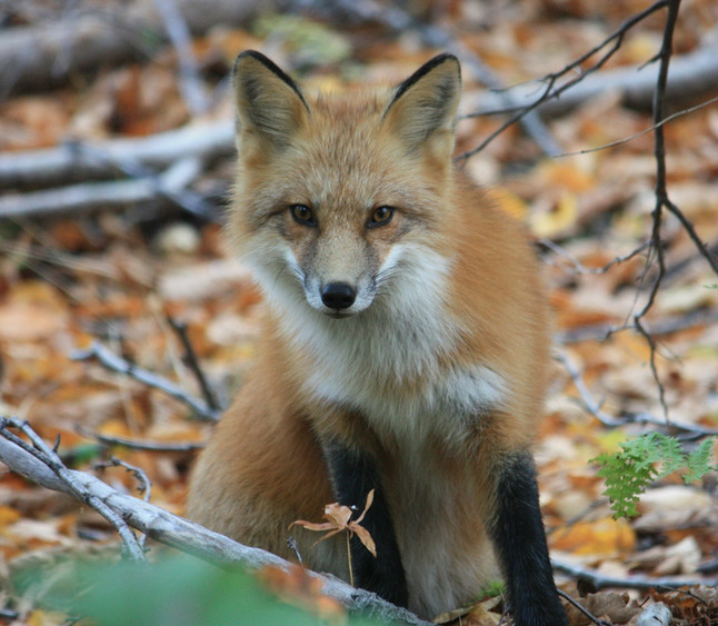 赤狐紐芬蘭亞種