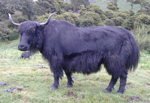 九龍氂牛 母牛