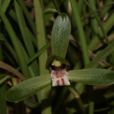春蘭(蘭科蘭屬地生植物)