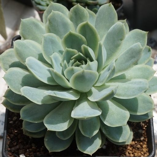 靜月(景天科擬石蓮屬植物) 靜月(景天科擬石蓮屬植物)