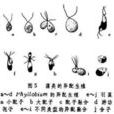 異配生殖 異配生殖