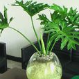 羽裂喜林芋 羽裂喜林芋