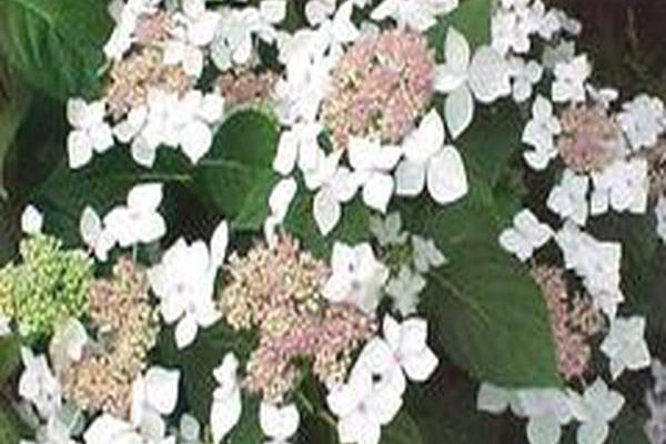 Hydrangea macrophylla \x27Lanarth White\x27 Hydrangea macrophylla \x27Lanarth White\x27