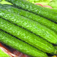 力豐黃瓜 力豐黃瓜