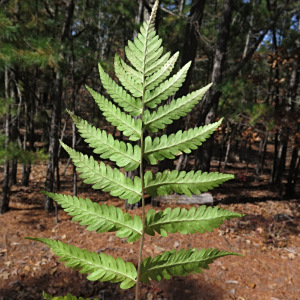 Dryopteris celsa
