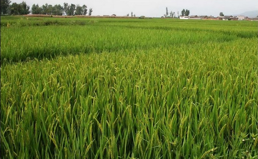 程海南端季官村的水稻田