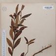 柳葉野扇花 柳葉野扇花