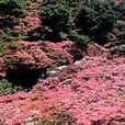 原生沼 原生沼