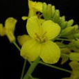 蕓薹(油菜花（十字花科芸薹屬蕓薹）)