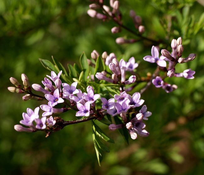 華丁香 華丁香