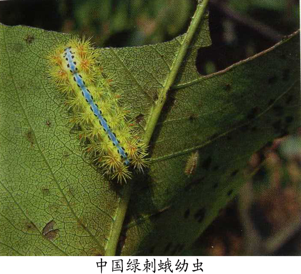 中國綠刺蛾幼蟲