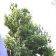 澳洲堅果樹 澳洲堅果樹