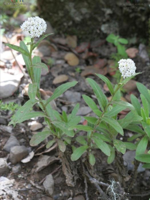 木里香青 木里香青
