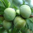 綿蘋果 綿蘋果