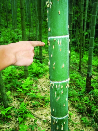 擬杉麗毒蛾