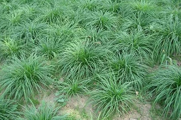 華仰臥薹草
