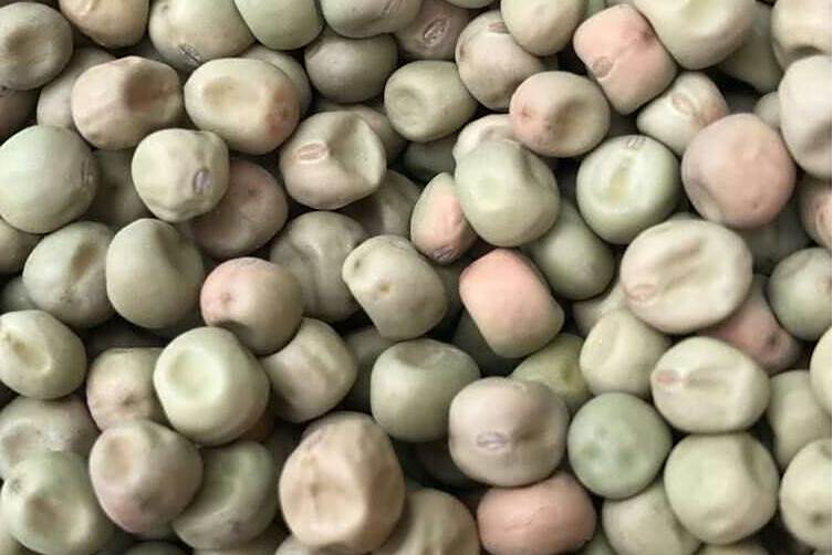大麻豌豆 大麻豌豆
