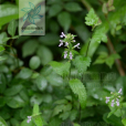 蝸兒菜 蝸兒菜